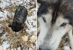 Животното е извадено премръзнало от реката след като Юлиян Костадинов