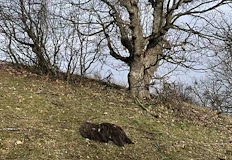 Седем редки птици са мъртви след поредното незаконно залагане на