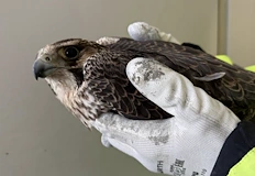 Три институции обединиха усилия в хуманната акцияМлад сокол бе спасен