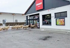 Животните объркали пазарска чанта с фураж щетите са за хиляди