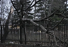 Инцидентът стана в момента в който родителите прибират децата сиДърво