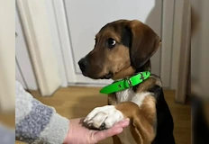 Стопани издирват 5 месечния Хачи вече втори ден в квартал