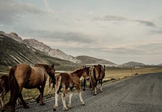 Чиповете на животните издадоха собственика оставил ги да скитат по
