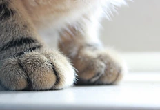 Ветеринарите ги грози отнемане на лиценз ако извършат процедурата без