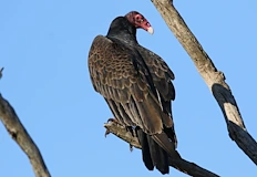 Инцидентът застрашава доверието на европейските партньори и програмата за възстановяване