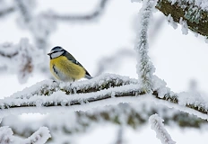 Жълт код за опасно време влезе в сила Исперих замръзна
