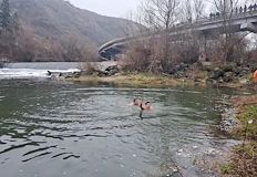 Традиционният ритуал се проведе в селата Ценово Долна Студена и