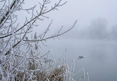 ECMWF Температурни инверсии превръщат Дунавската равнина в хладилникСеверна България и