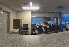 Животното разби прозорец и задейства алармата за въоръжен грабеж няма