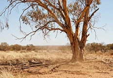 Учени Смъртността при дърветата скача драстично въглеродният щит на планетата