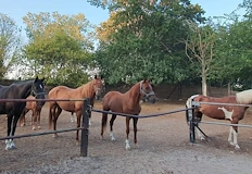 Базата започва кампания за набиране на средства след трагедиятаСедем коня