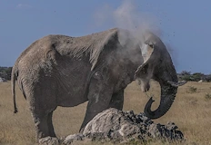 От началото на годината животното е стъпкало 22 душиДив слон