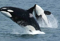 Експертите разпознаха в поведението на хищниците характерните белези на ловна