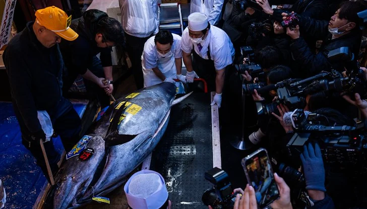 Японски суши магнат плати 510 милиона йени за една риба в грандиозен PR ход на пазара в Токио Японски суши магнат плати 510 милиона йени за една риба в грандиозен PR ход на пазара в Токио