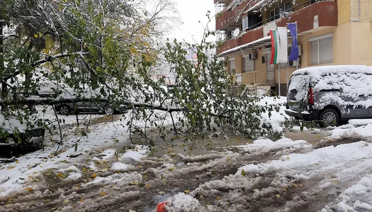 Обработени са 35 сигнала за паднали клони и наводнения Обработени са 35 сигнала за паднали клони и наводнения