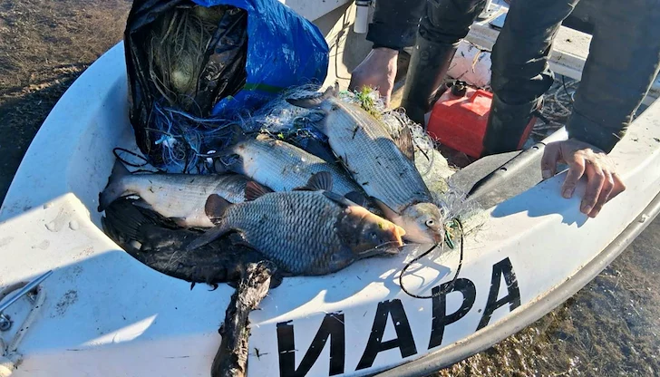 Инспекторите върнаха във водата 120 килограма риба Инспекторите върнаха във водата 120 килограма риба