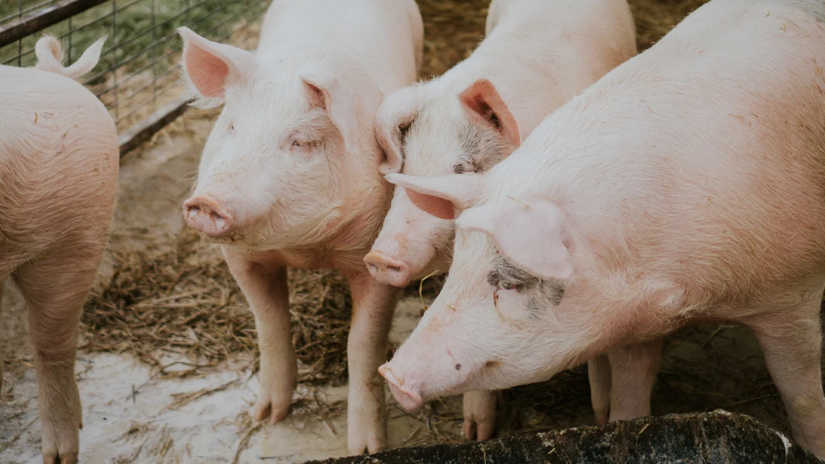 Над 30 населени места в Румъния са под карантинаОгнище на