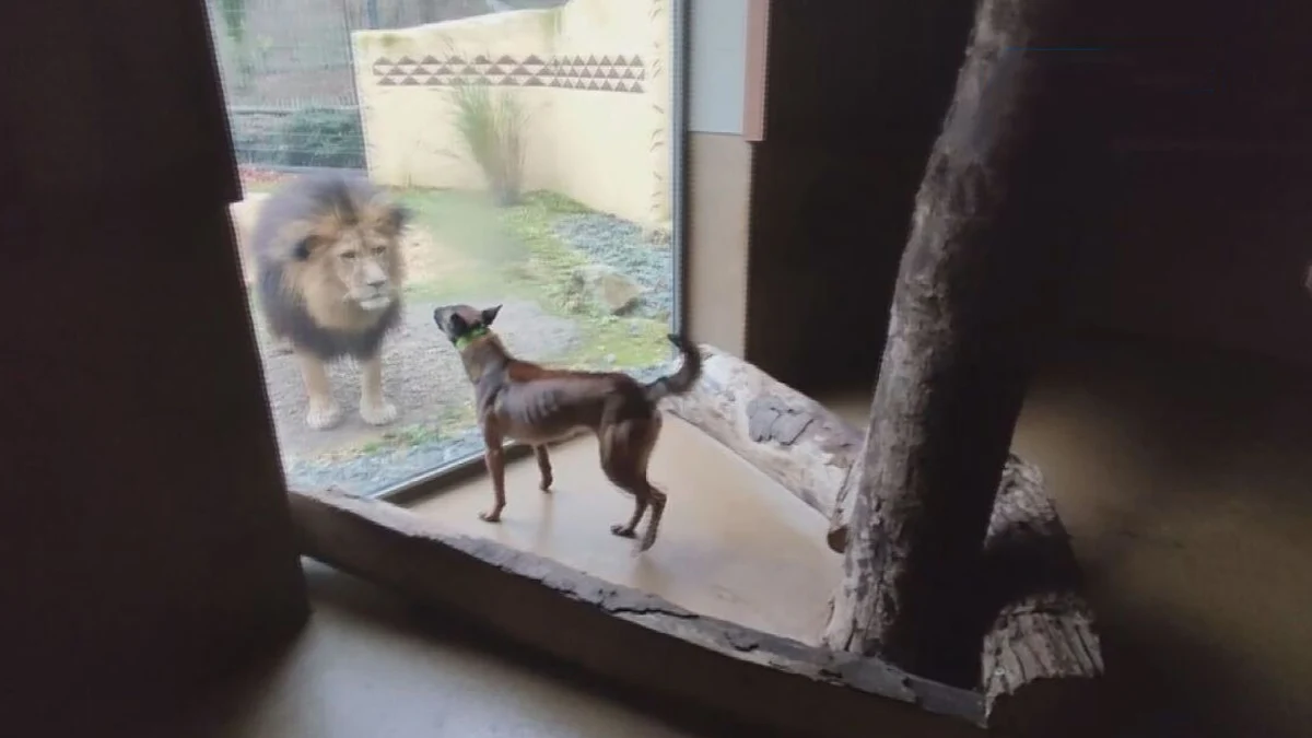 Белгийската овчарка ще лови и скрити пари след приключване на