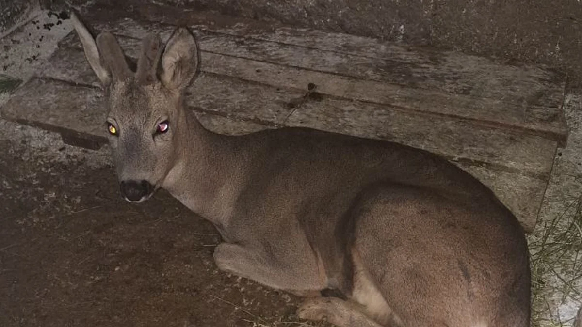 Животното оцеля след сблъсък на пътя за Банско и тридневно