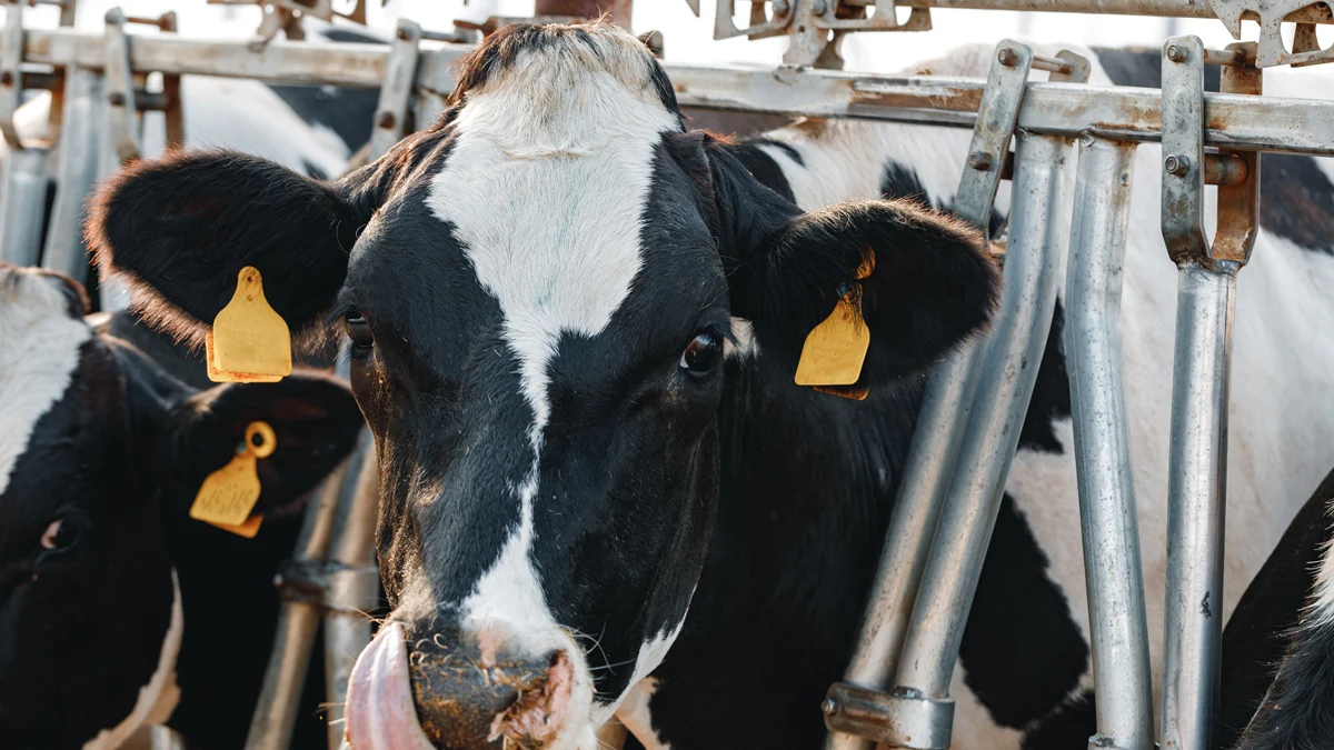 Първи случай извън САЩ е регистриран в Нидерландия, почина и