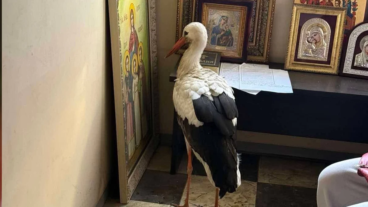 Птицата се оставила да бъде уловена пред иконата Вяра, Надежда