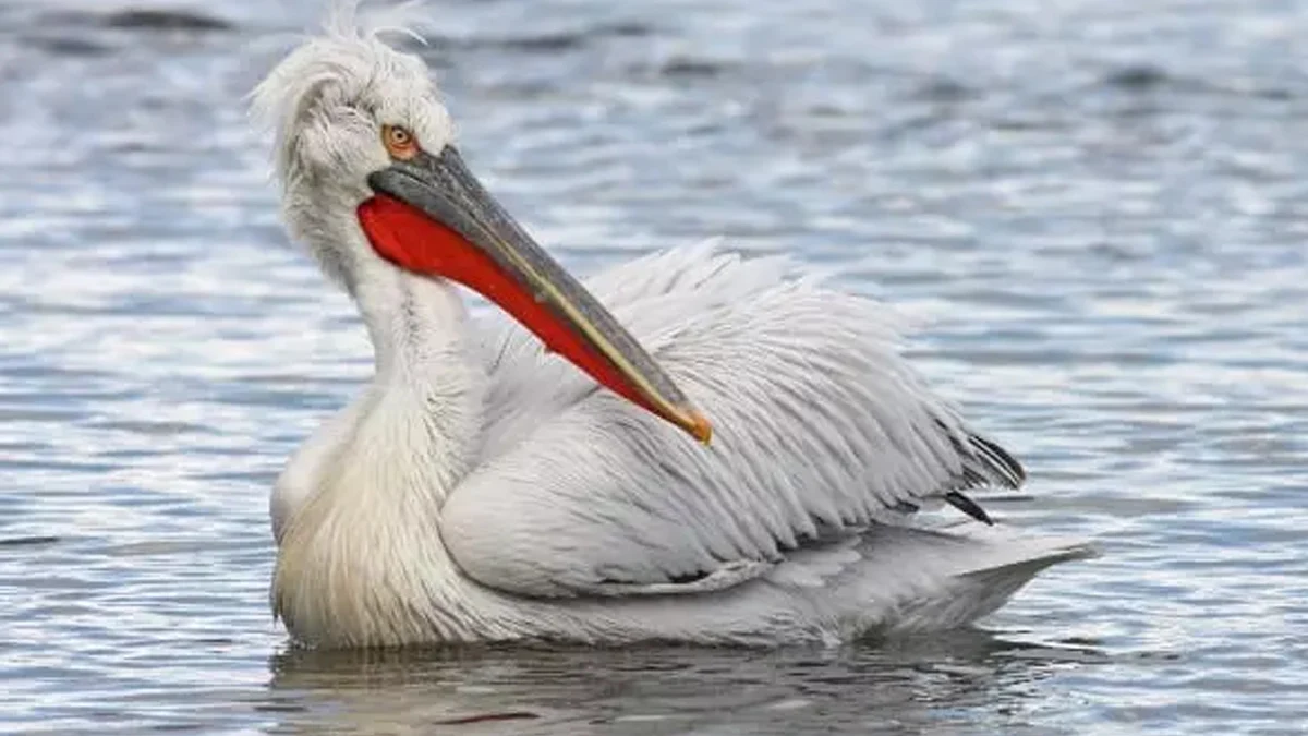 Експертите не откриха следи от насилие, птицата ще стане музеен