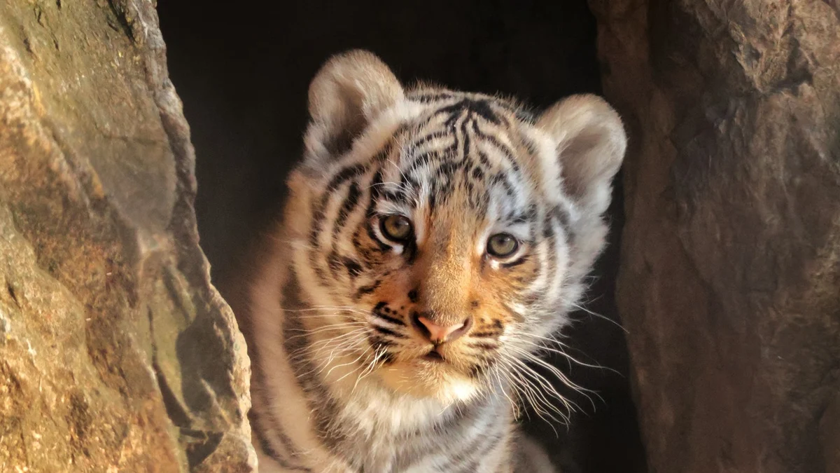 Над 5000 души се включиха в онлайн гласуването, а победителят