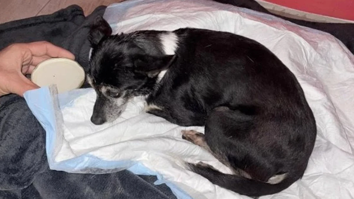 Необходими са над 2600 лева за лечение в клиника Провет