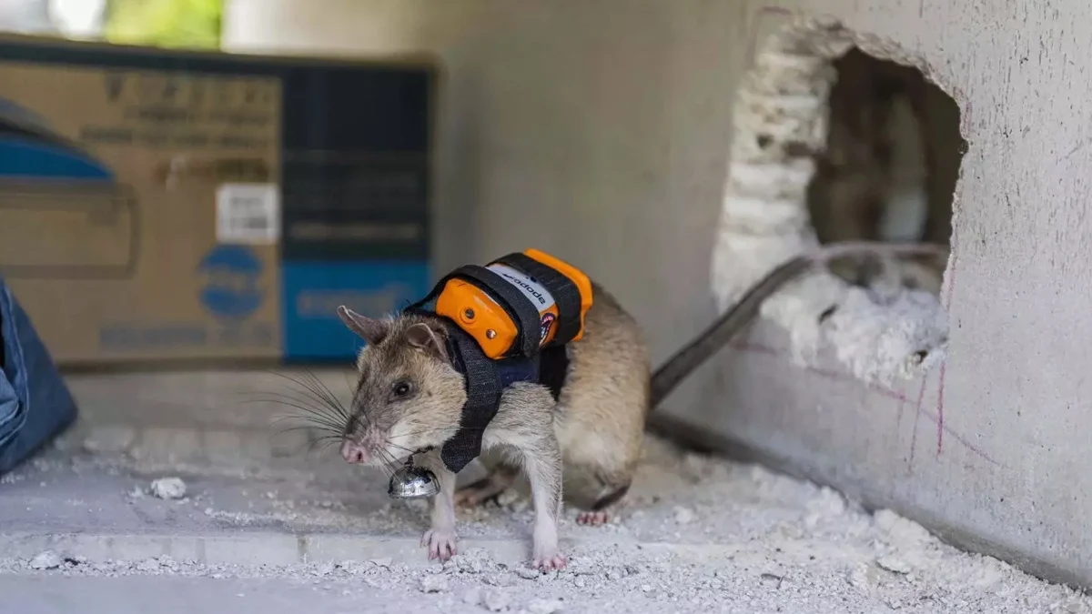 Гризачите са оборудвани с GPS и видеовръзка за връзка със