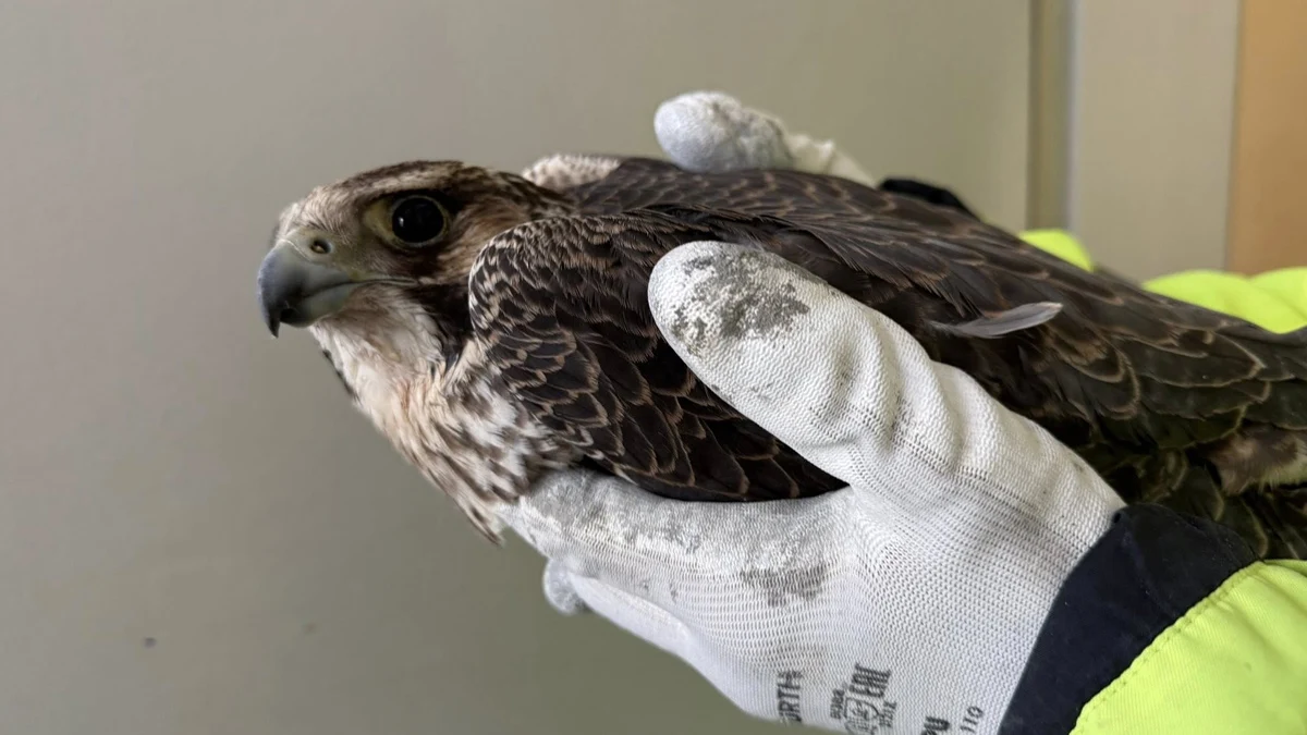 Три институции обединиха усилия в хуманната акцияМлад сокол бе спасен