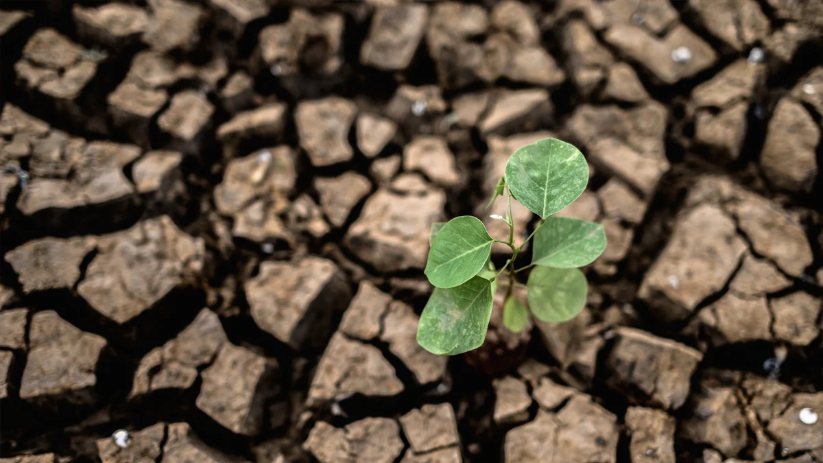Проучване предупреждава за две годишни горещи вълни с продължителност 14