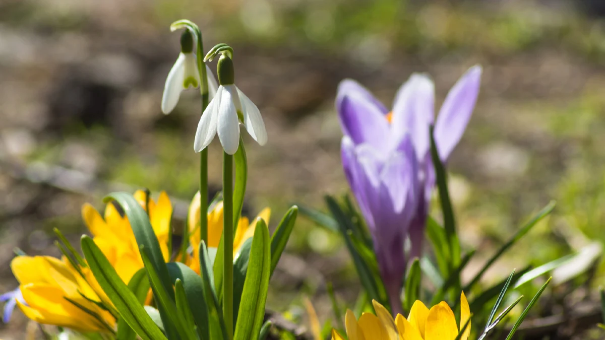 Амплитуда от 35 градуса ще бележи времето през месецаПрез февруари
