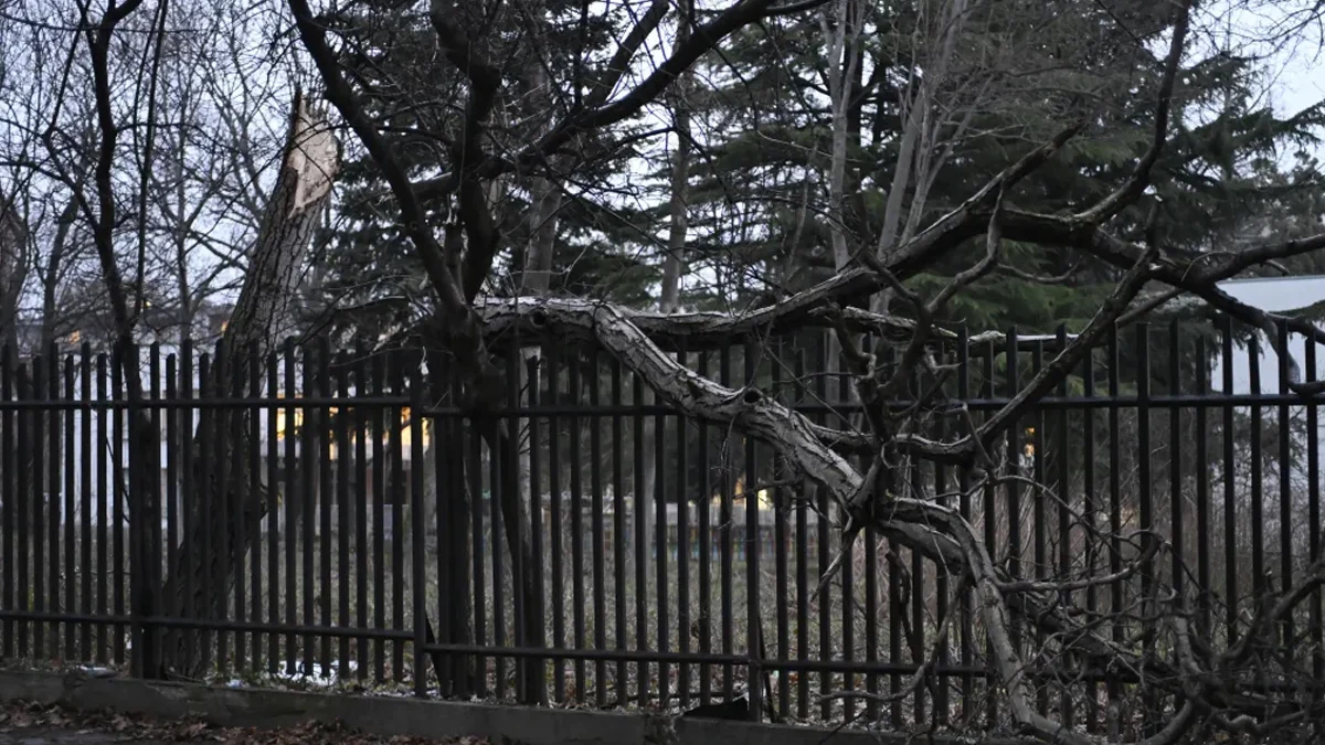 Инцидентът стана в момента, в който родителите прибират децата сиДърво