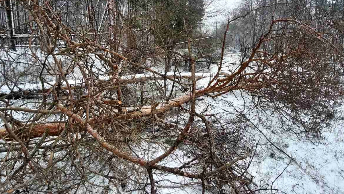 ЕРП Север отстранява аварии в 4 селаПътят Русе – Бяла