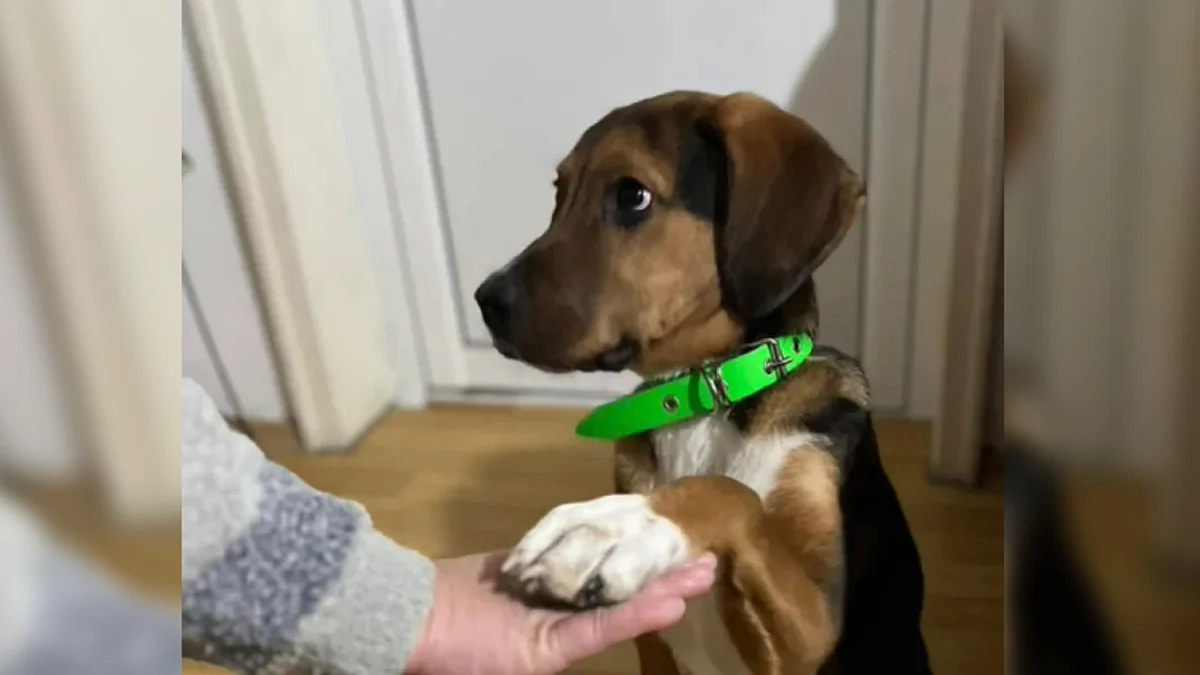 Стопани издирват 5-месечния Хачи вече втори ден в квартал КубаБезконтролното