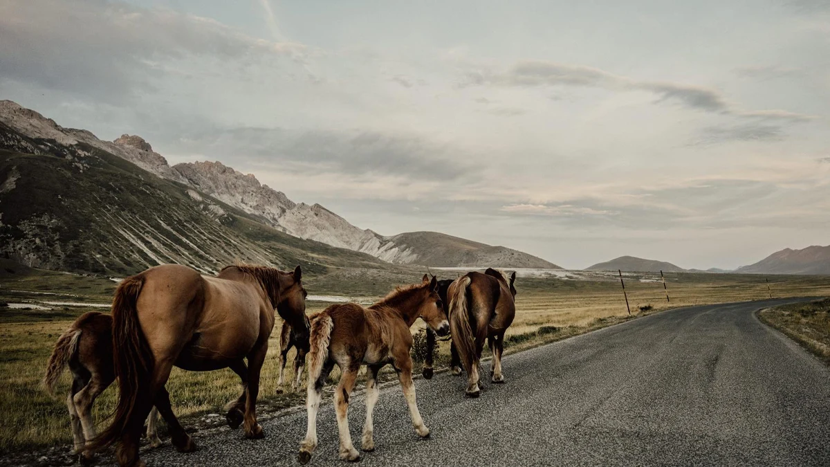 Чиповете на животните издадоха собственика, оставил ги да скитат по