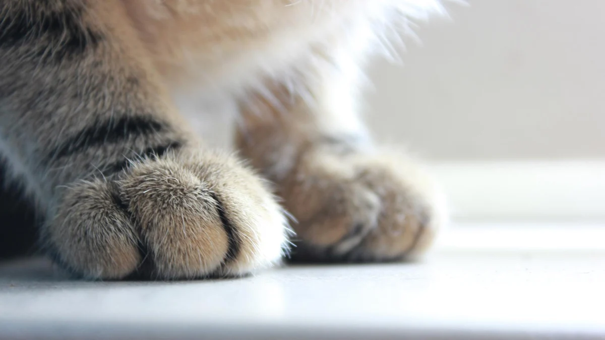 Ветеринарите ги грози отнемане на лиценз, ако извършат процедурата без