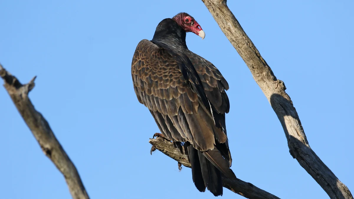 Инцидентът застрашава доверието на европейските партньори и програмата за възстановяване