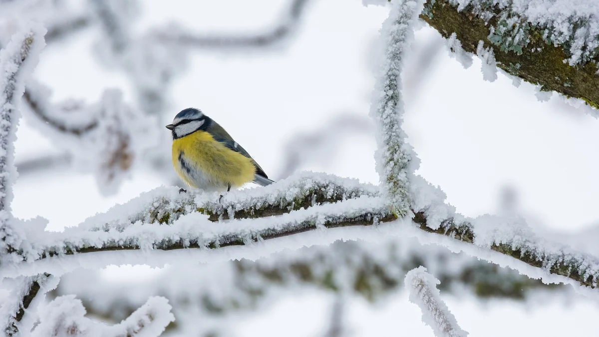 Жълт код за опасно време влезе в сила, Исперих замръзна