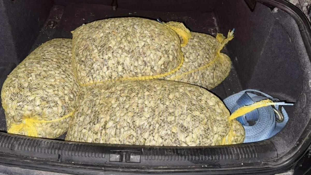 Нарушителят е драгирал морското дъното за бяла мидаСлужители на Гранична