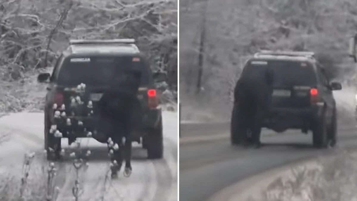 Сигналът е разпространен във Facebook, полицията все още не потвърждаваСтряскащ