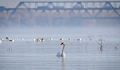 Грациозен лебед се появи край русенския бряг на Дунав
