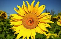 Евтин аржентински слънчоглед удари печалбите на родните зърнопроизводители