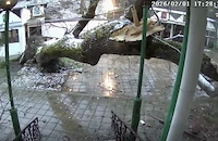 Опасно дърво рухна в манастир в Бургас след години на институционално мълчание