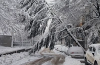 Изтръгнат бор затисна кола до "Канев център"