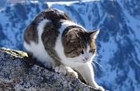 Събират средства за лечението на котарака Мъри от Мусала