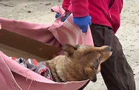 Руски дрон удари приют за кучета в Запорожие