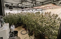 Разбиха модерна наркооранжерия във Варна