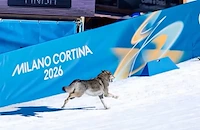 Закриват зимните олимпийски игри 2026