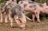 "Летящо прасе" спря тока в китайско село за 10 часа